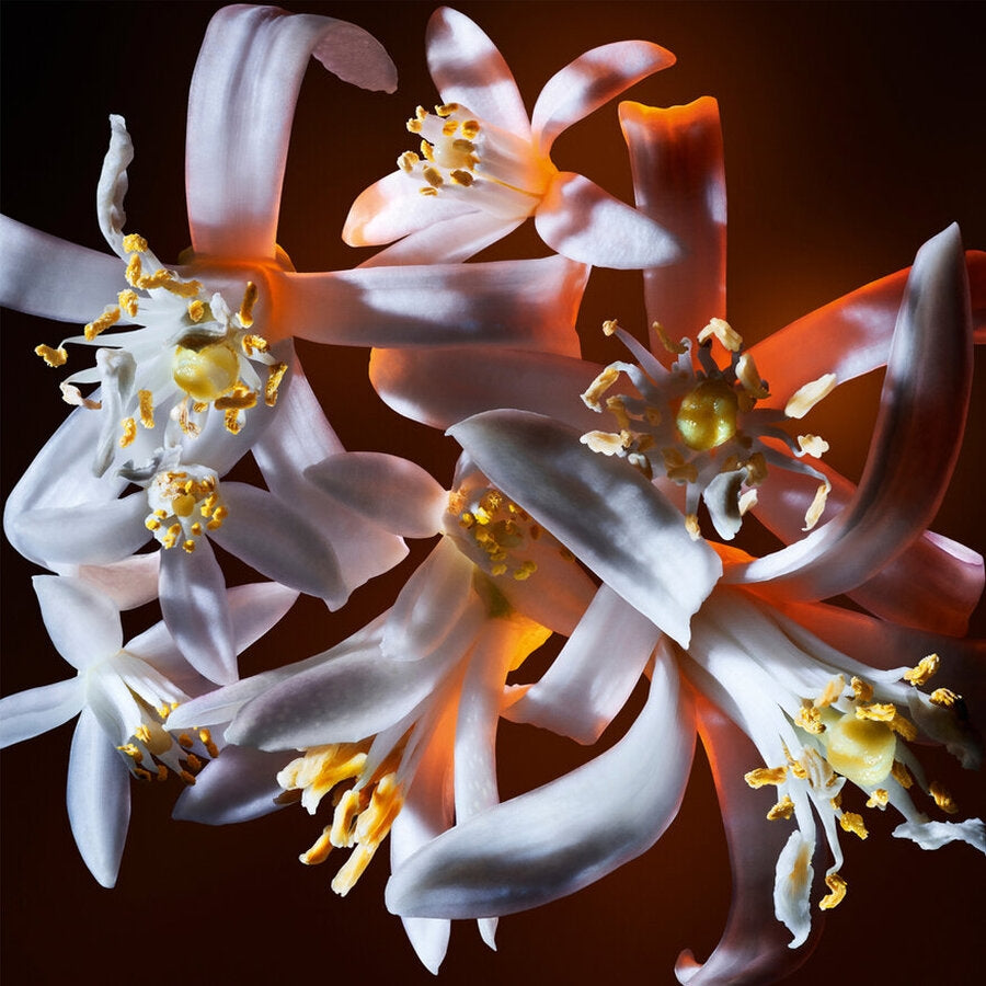Libre Flowers & Flames Floral Eau de Parfum